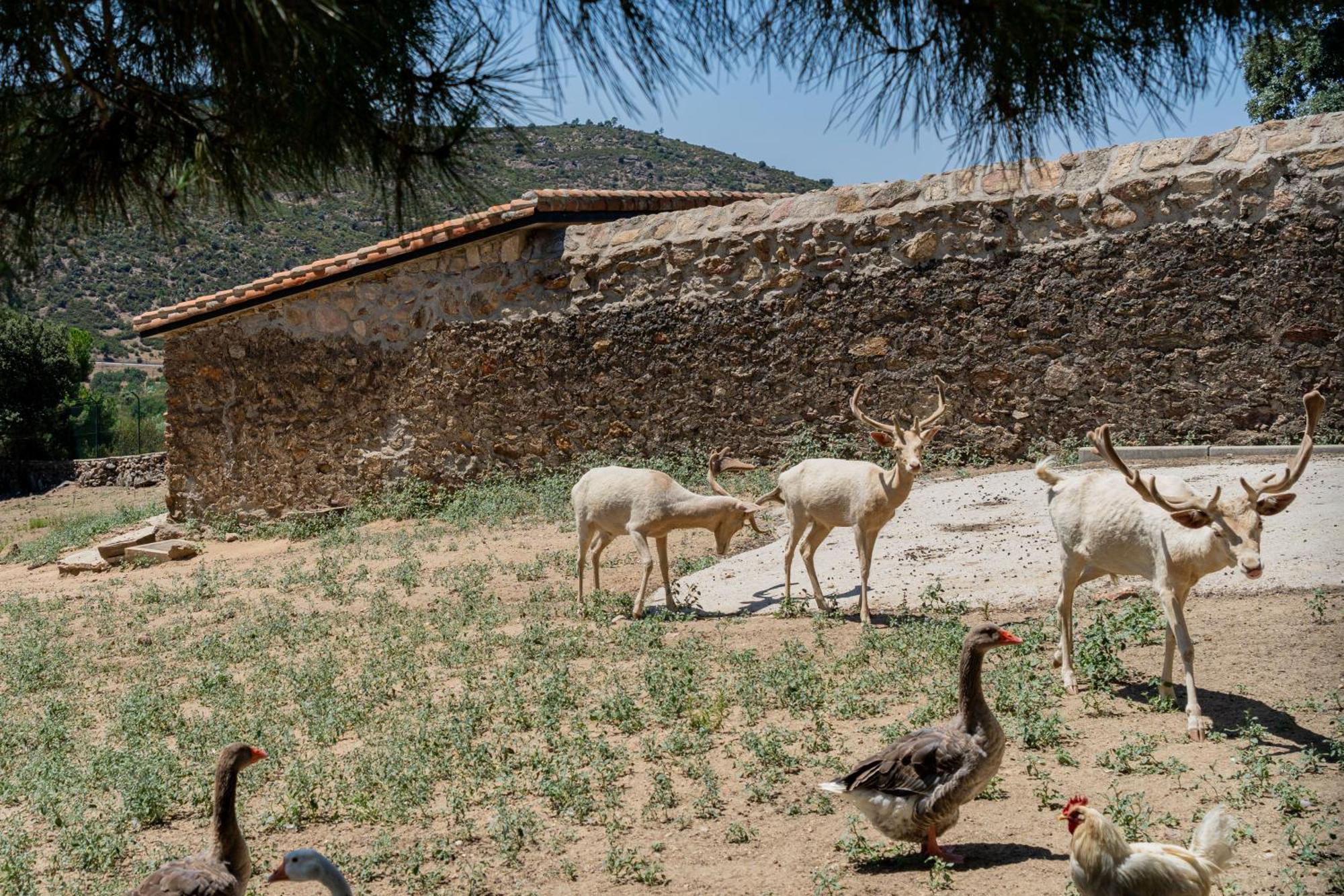 La Estacion Casa Rural Los Olivos De Robledo De Chavela מראה חיצוני תמונה